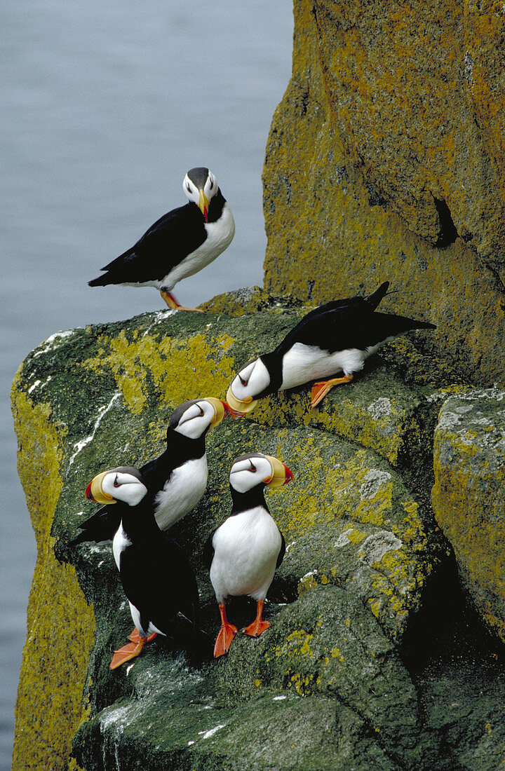 Horned puffins on cliff