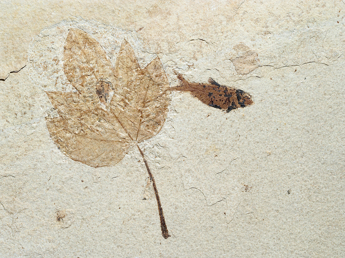 Fossil Maple Leaf with Knightia Fish