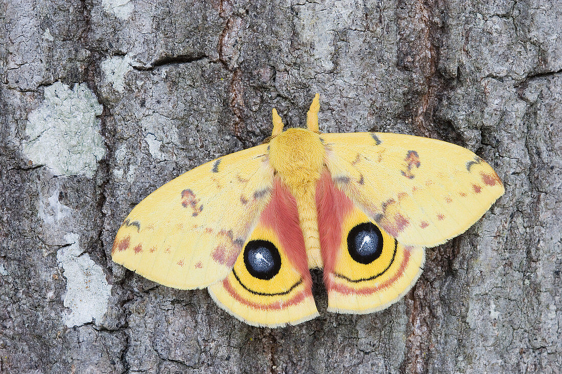 Male Io Moth Displaying Eyespots