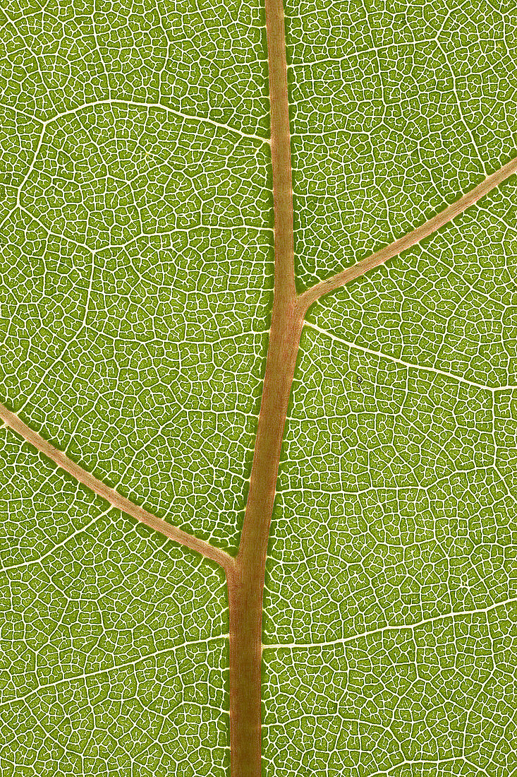Swamp Cottonwood Leaf Vein Pattern