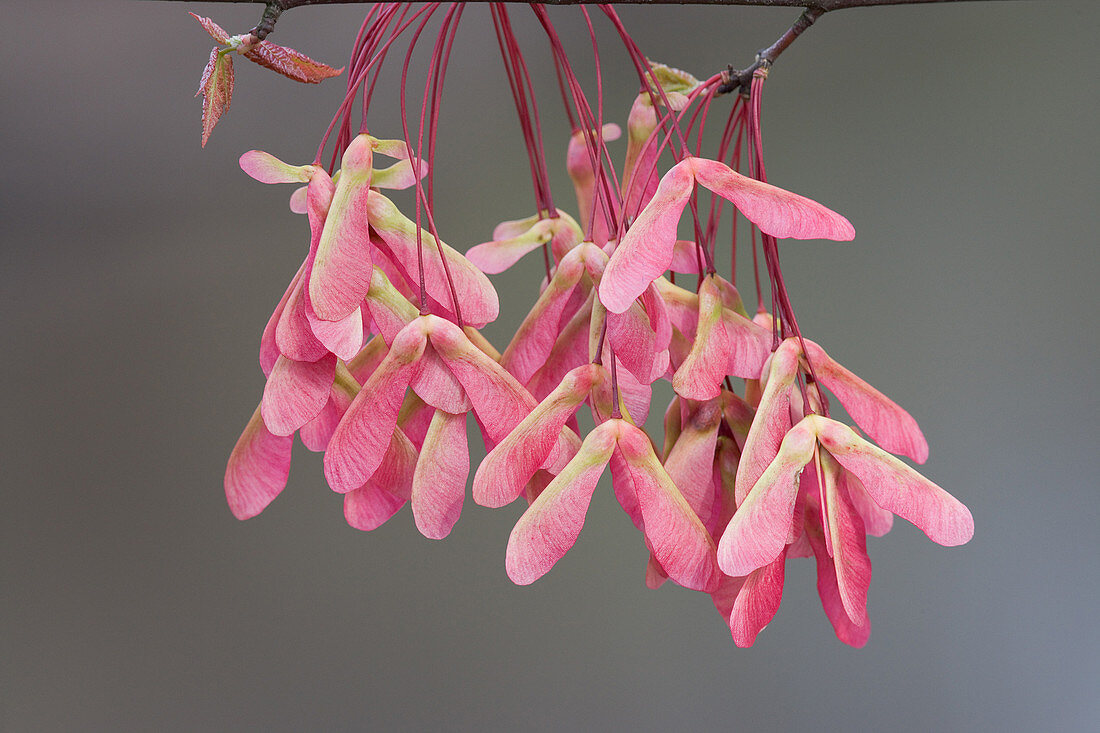 Red Maple Seeds in Spring