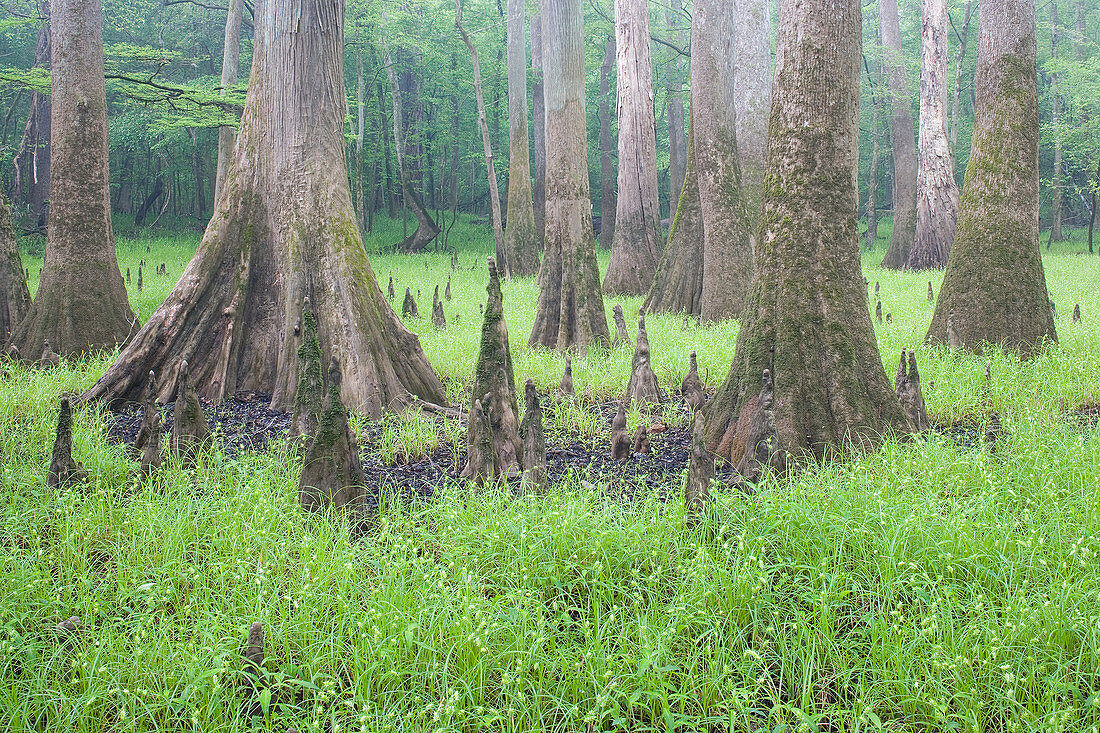 Bald Cypress with knees and Hop Sedge