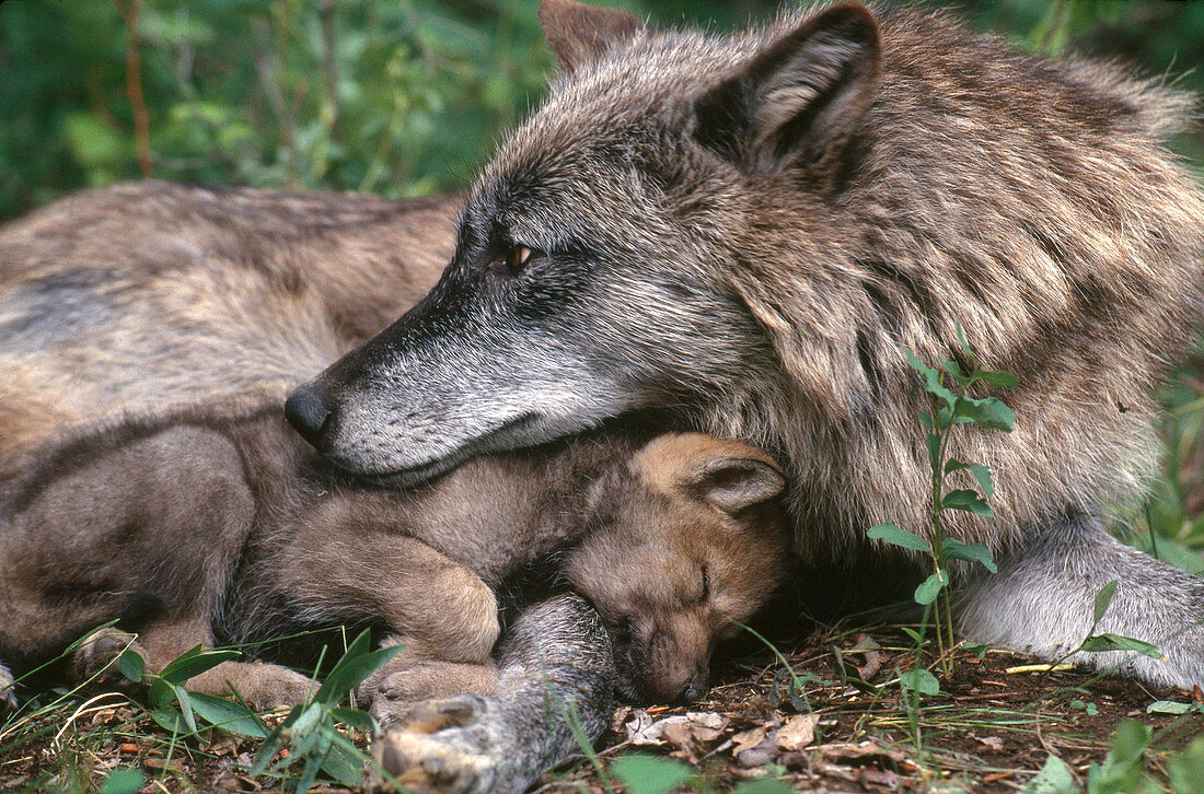 Grey Wolf with Pup