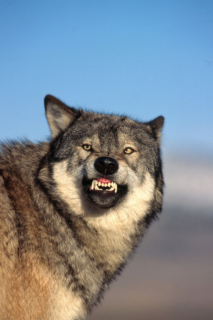 Grey Wolf Snarling