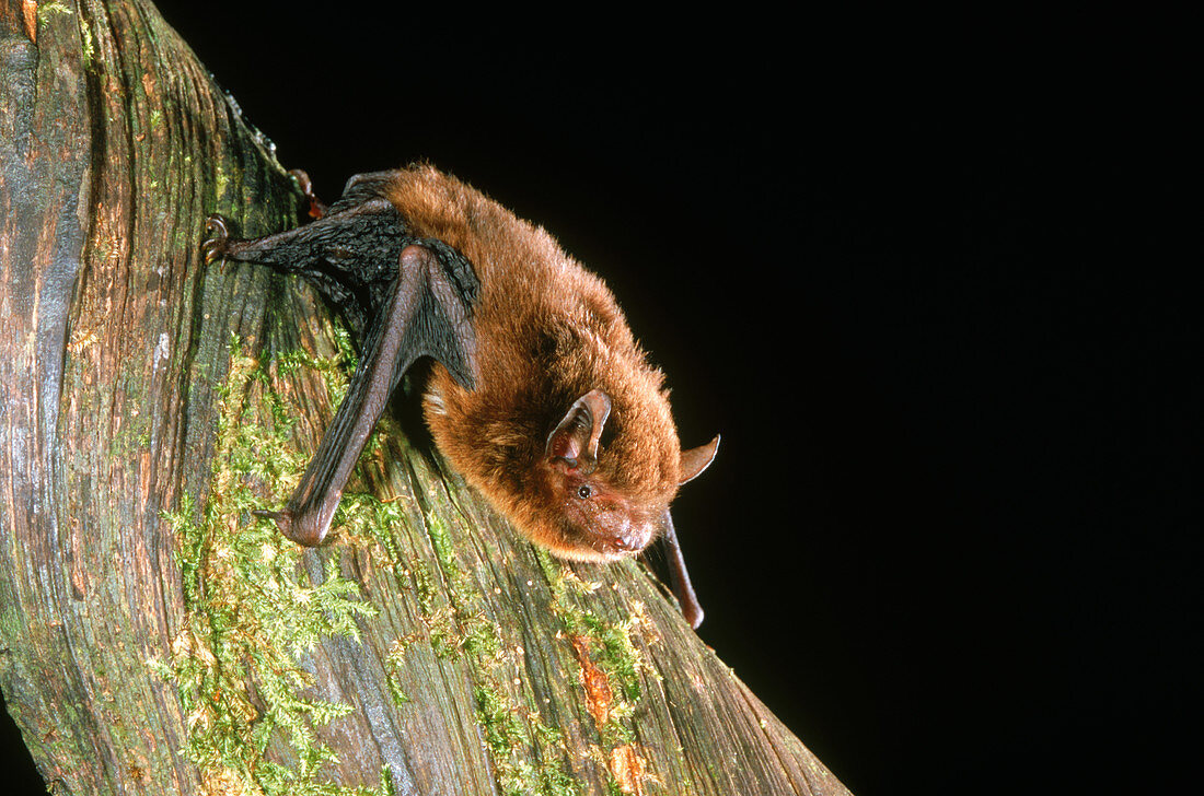 Bamboo Bat (Glischropus tylopus)