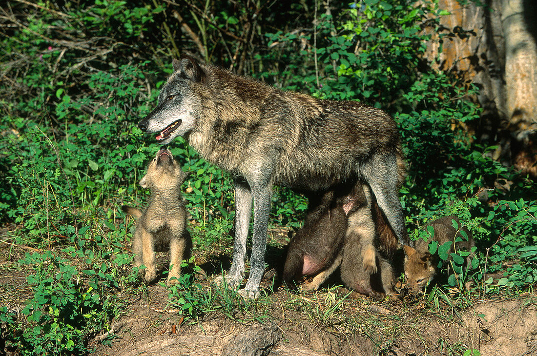Gray Wolf with Pups