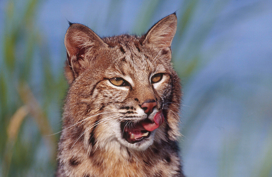 Bobcat