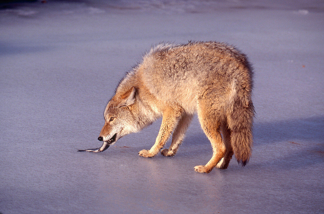 Coyote Eating Fish