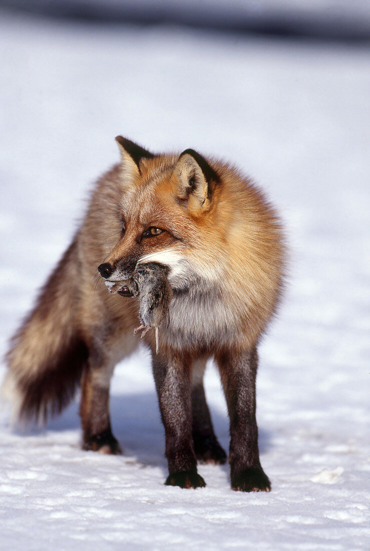 Red Fox Eating Voles