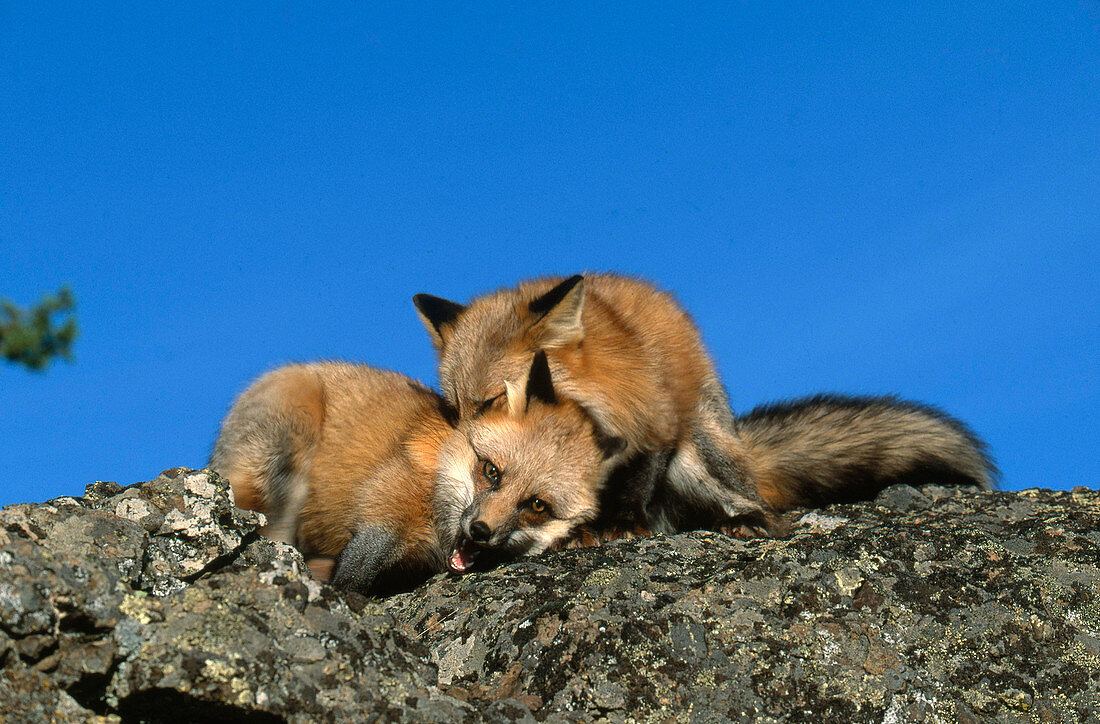Mating pair of Red Foxes (Vulpes vulpes)