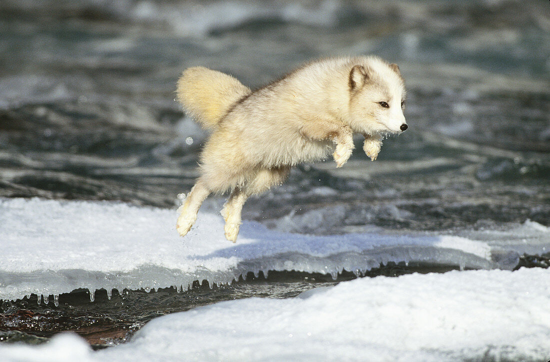 Arctic Fox jumping