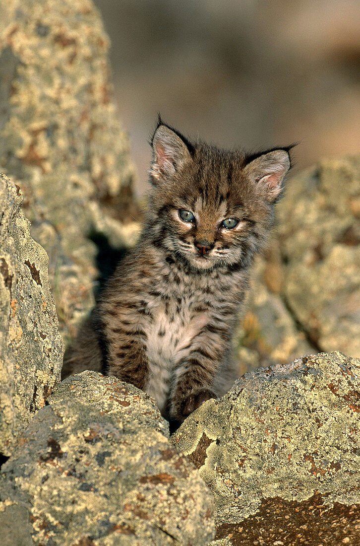 Bobcat kitten (Lynx rufus)