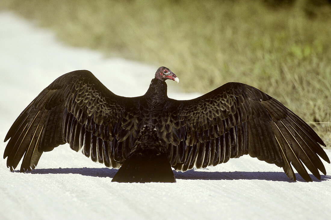 Turkey Vulture sunning