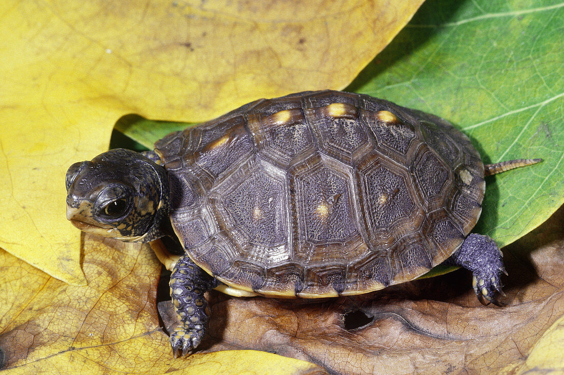Eastern Box Turtle hatchling