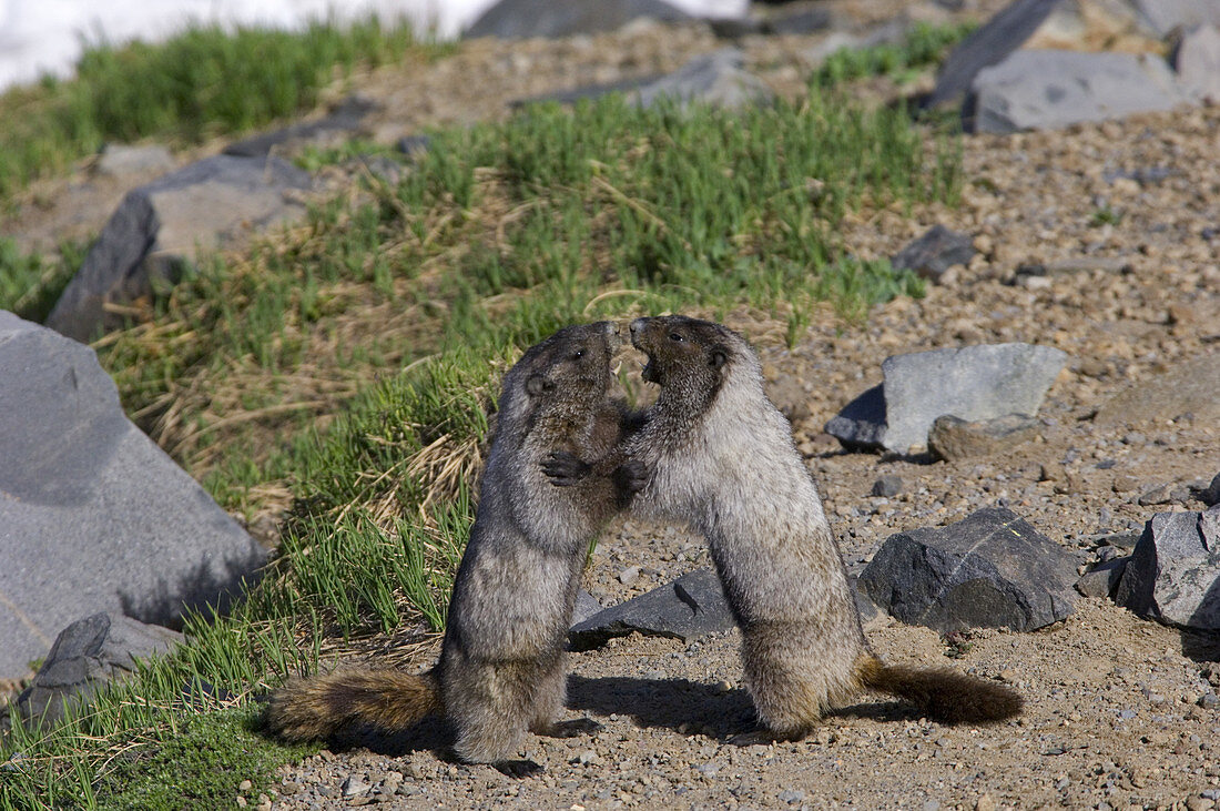 Hoary Marmots