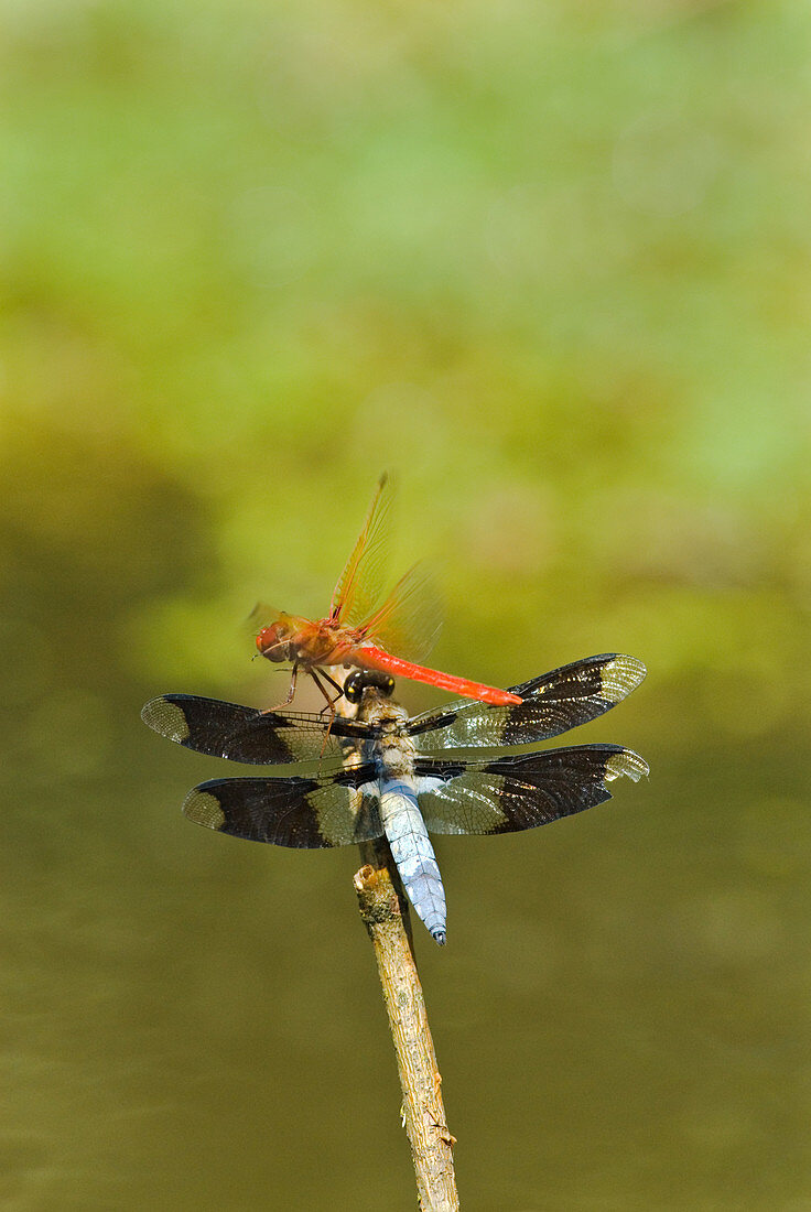 Dragonflies fighting over a perch