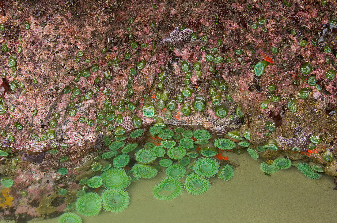 Giant Green Anemones in tidepool