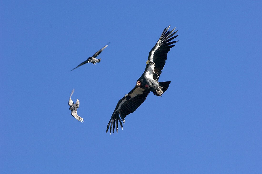 California Condor and Ravens soaring