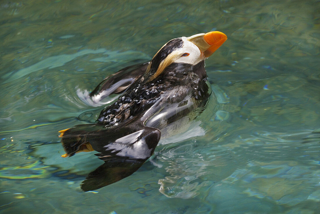 Tufted Puffin