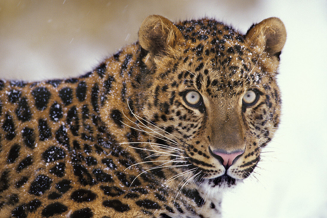 Amur leopard