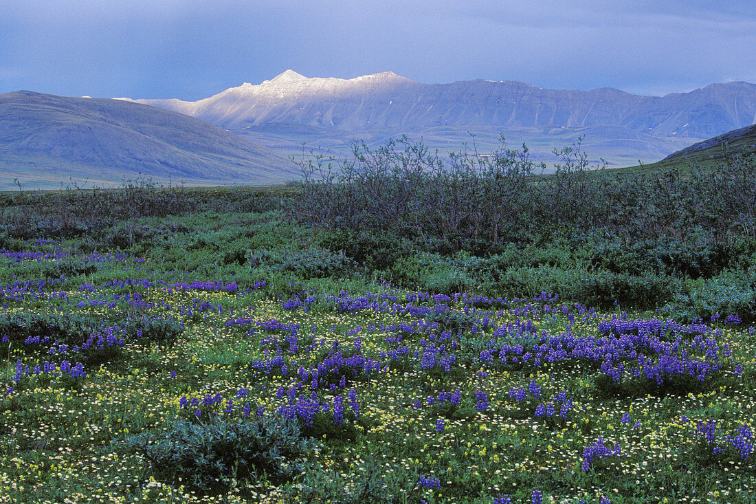 Aichilik River Valley