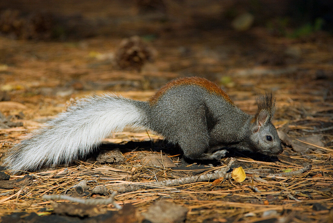 Kaibab Squirrel