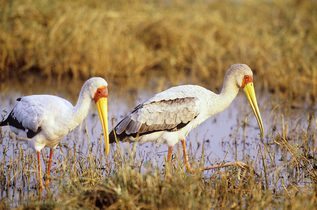 Yellow-billed Storks