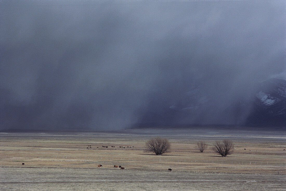 Storm over Cattle Country