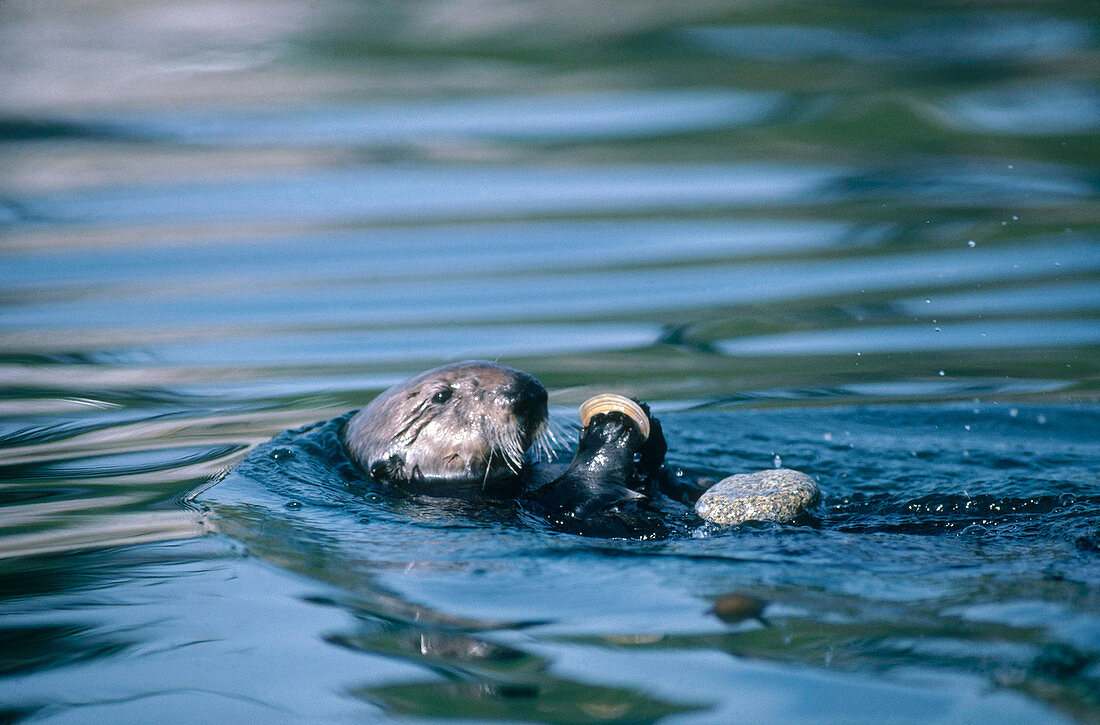 Sea Otter with Clam and Rock