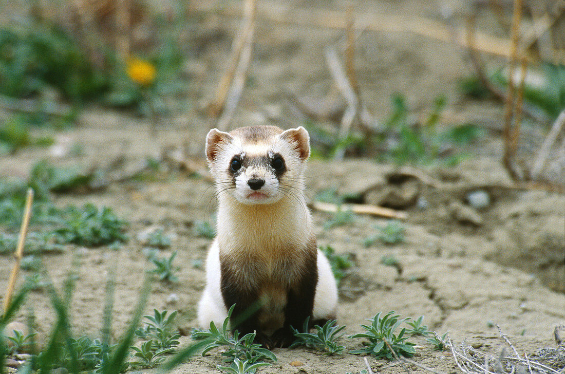 Black-footed ferret