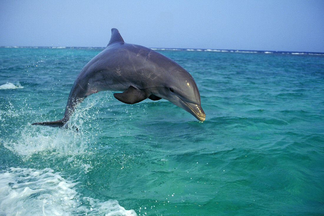Bottle-nosed Dolphin