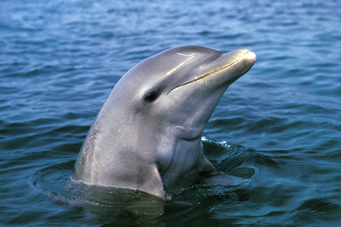 Bottle-nosed Dolphin