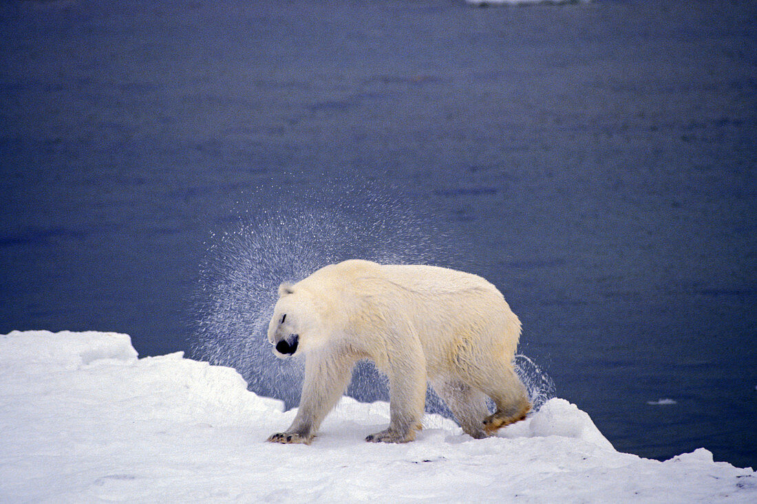 Polar Bear Shaking off Water