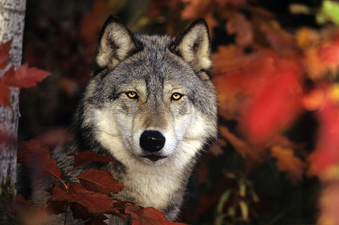 Grey Wolf or Timber Wolf
