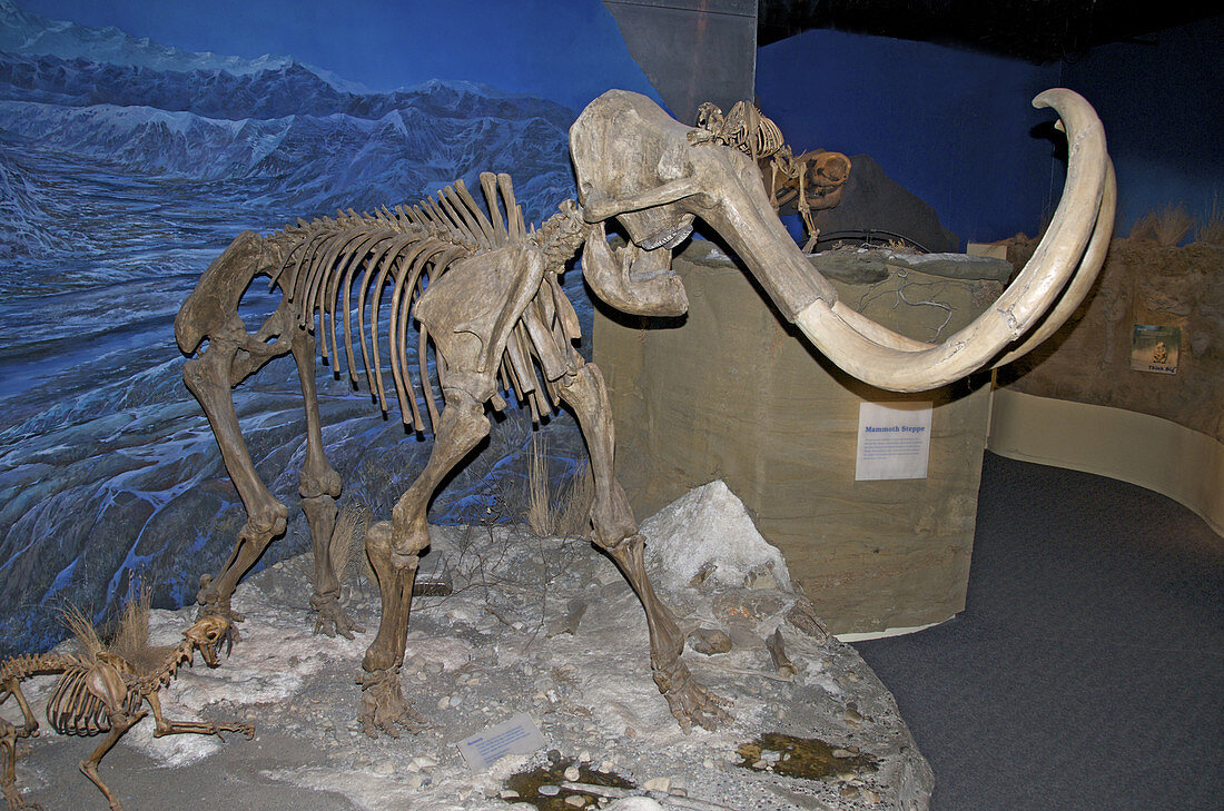 Woolly Mammoth