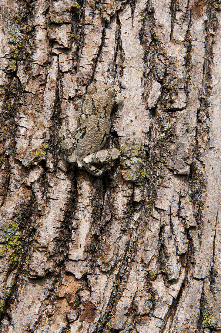 Grey Tree Frog