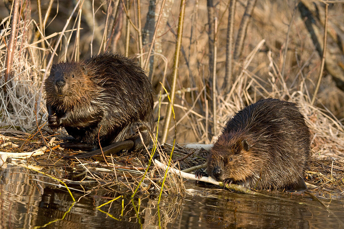 Beaver siblings