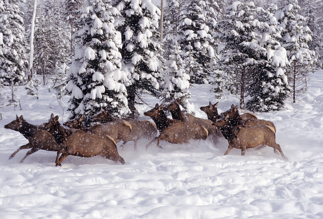 Wild Elk in Snow
