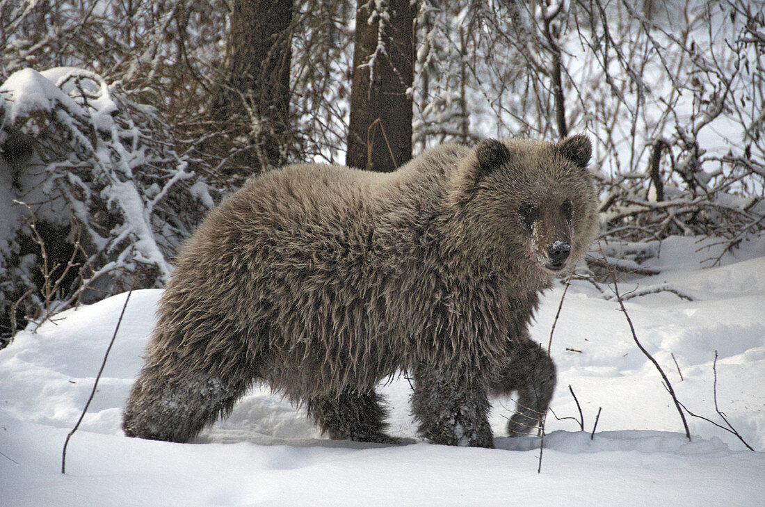 Wild Grizzly Bear