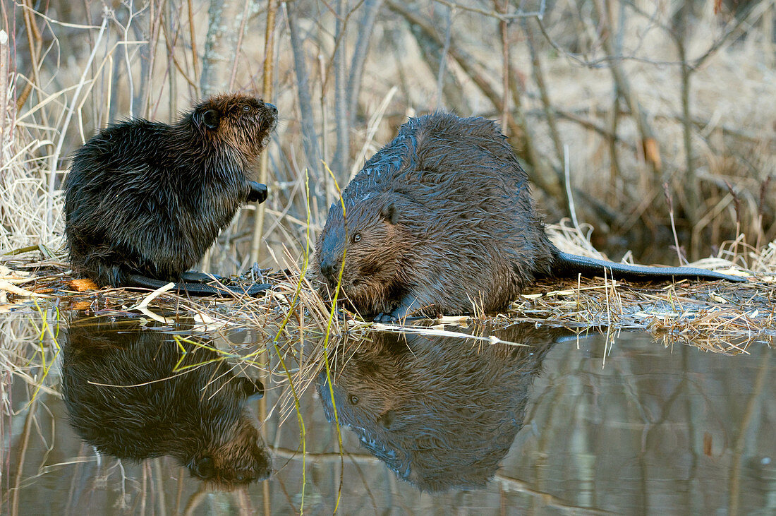 Beaver with young