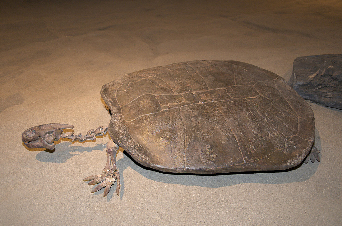Prehistoric Turtle
