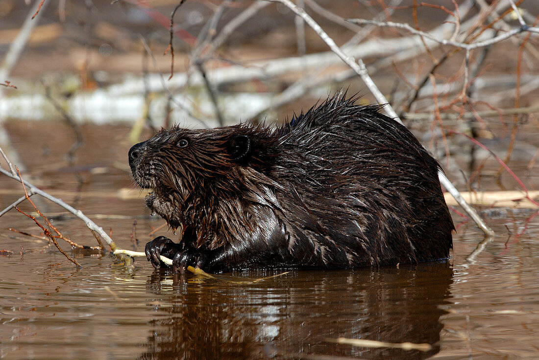 Wild Beaver Feeding