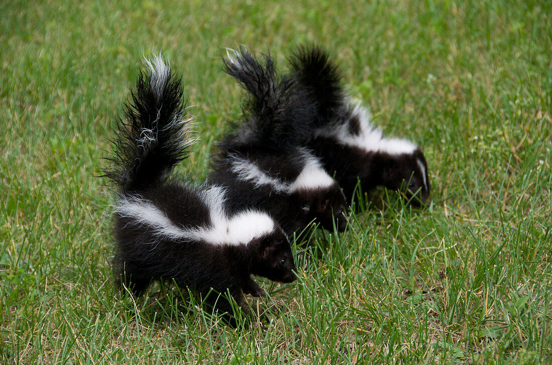 Striped Skunk young