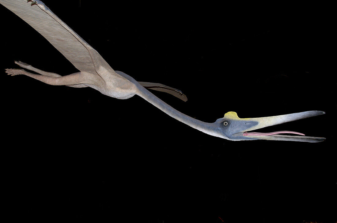 Replica of Pterosaur