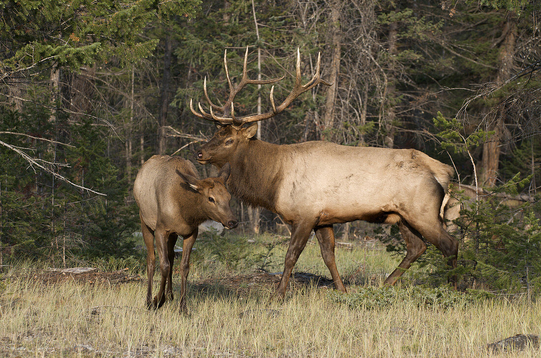 Bull Elk Pursues Cow