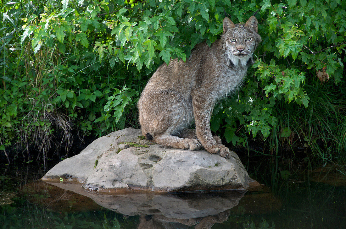 Lynx sitting on rock