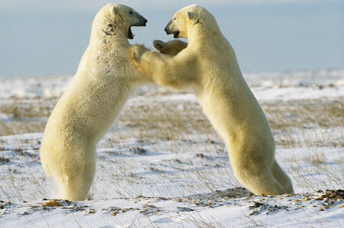 Polar Bears wrestling