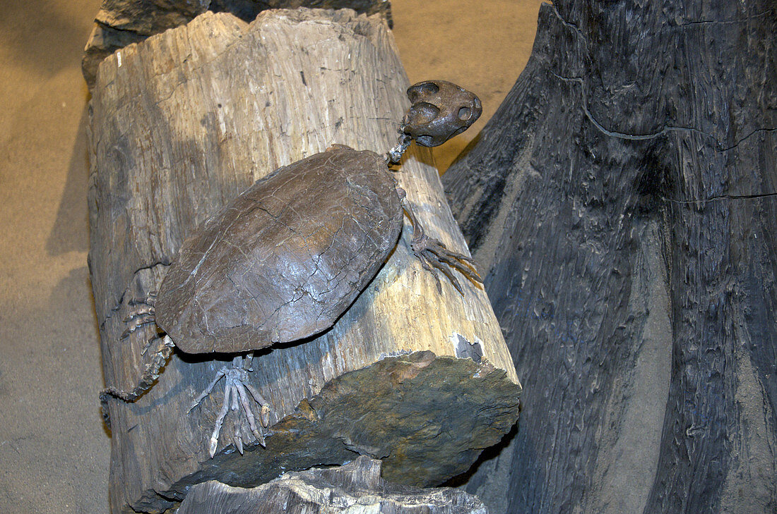 Fossil Turtle Skeleton