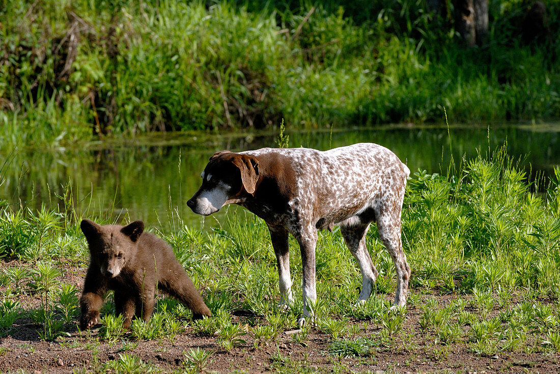 Dog protecting Bear Cub
