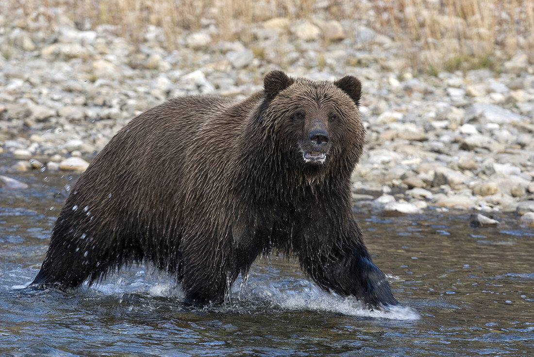 Brown Bear in The Yukon